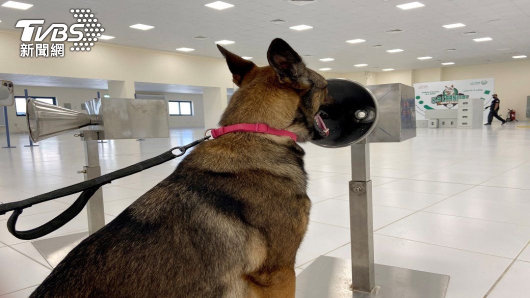 杜拜警犬聞出確診者 準確率高達98.2%