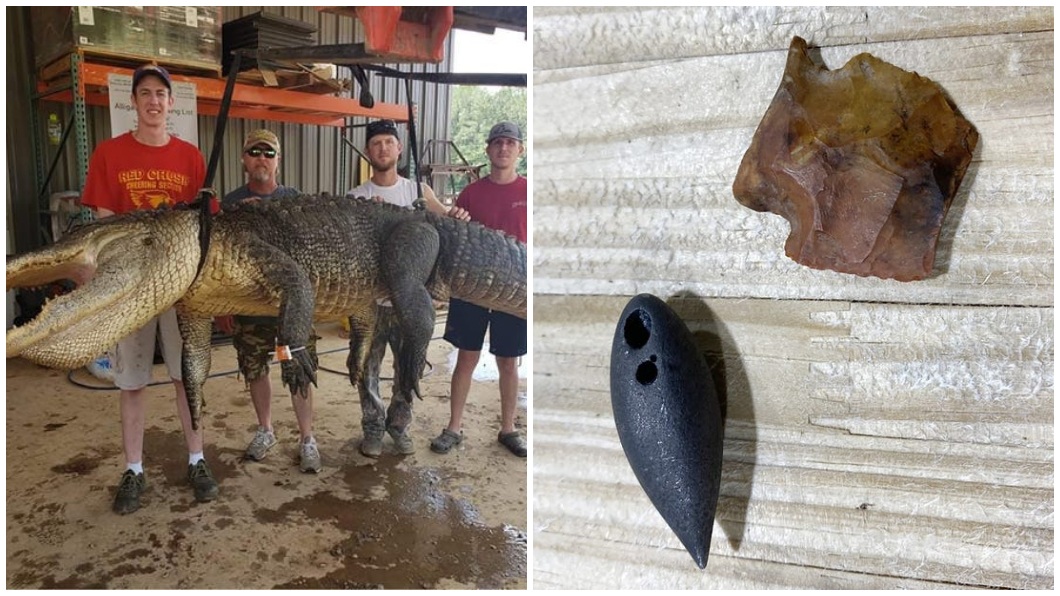 剖開鱷魚肚子後發現史前文物破損箭頭和鉛錘。(圖/翻攝自John Hamilton臉書)