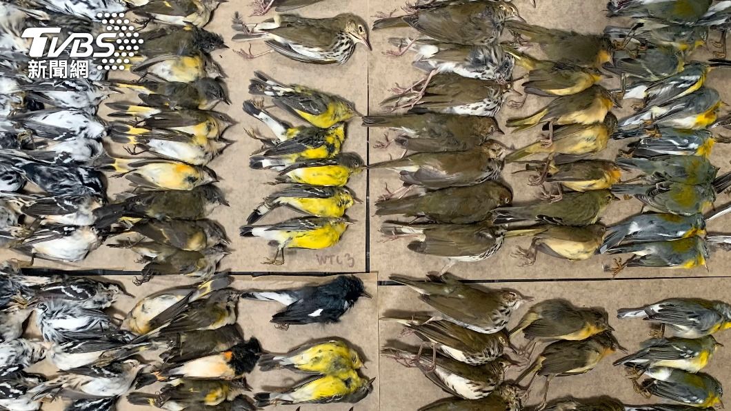 慟!紐約世貿大樓遍地「鳥屍」 悲慘原因曝光