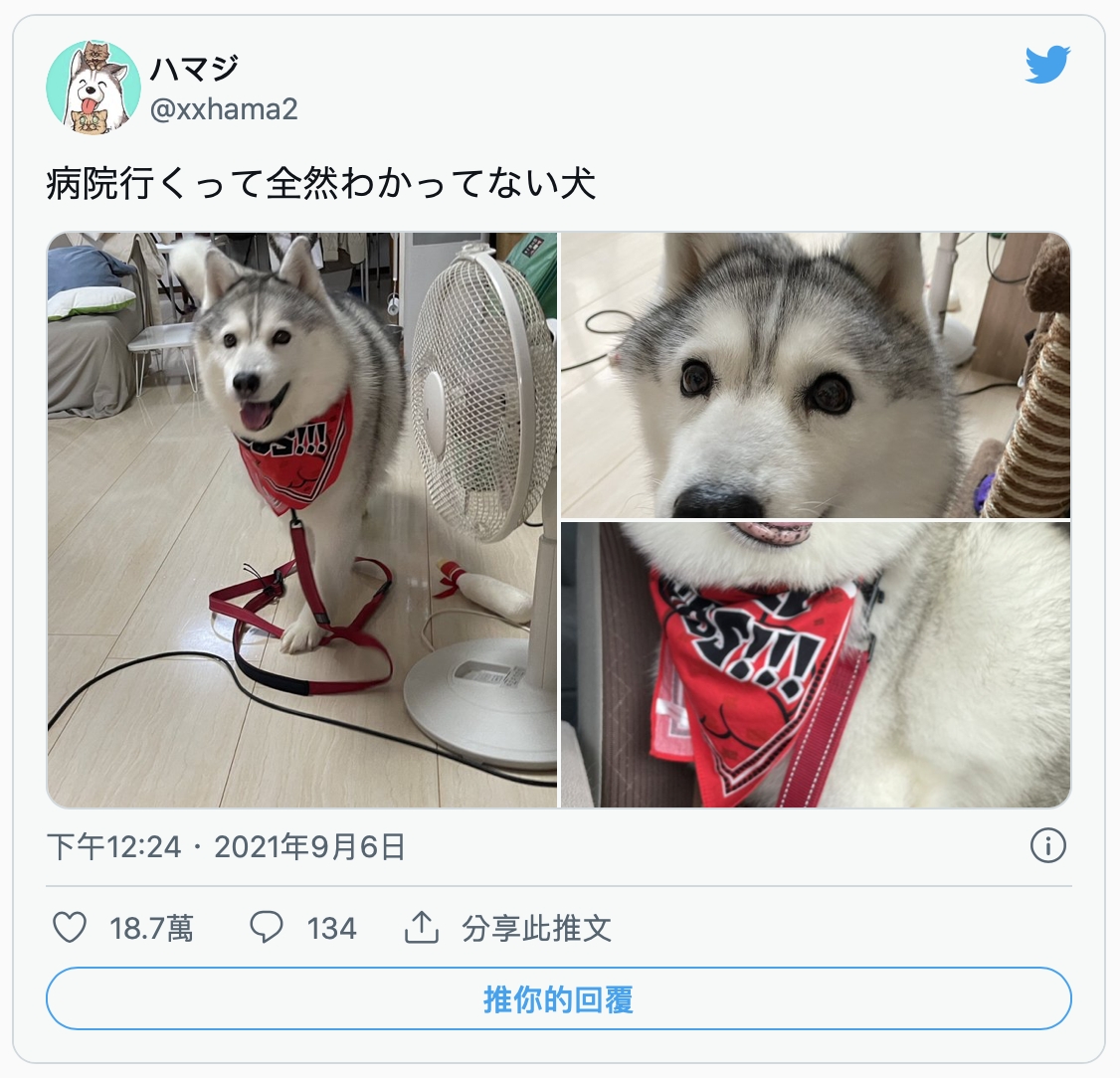 狗狗以為是去散步,完全不曉得其實去醫院。(圖/翻攝自@xxhama2推特)