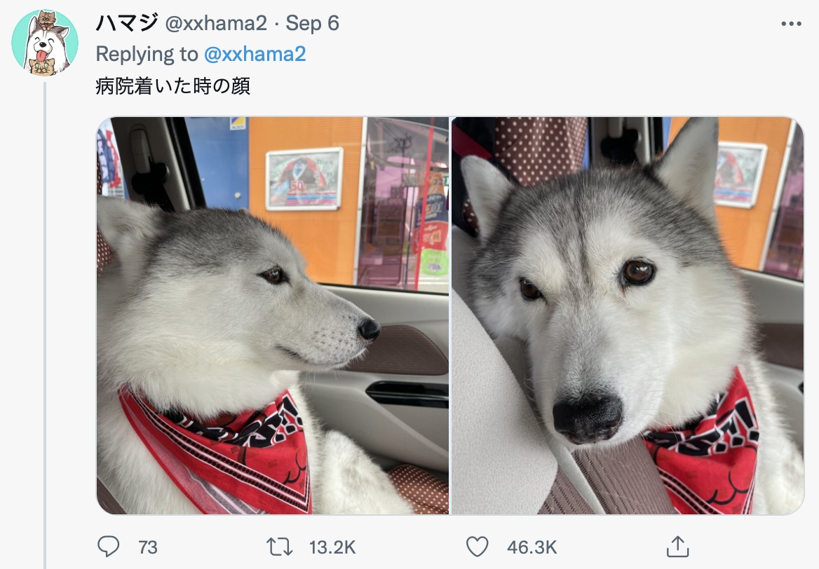 到達醫院後眼神死。(圖/翻攝自@xxhama2推特)