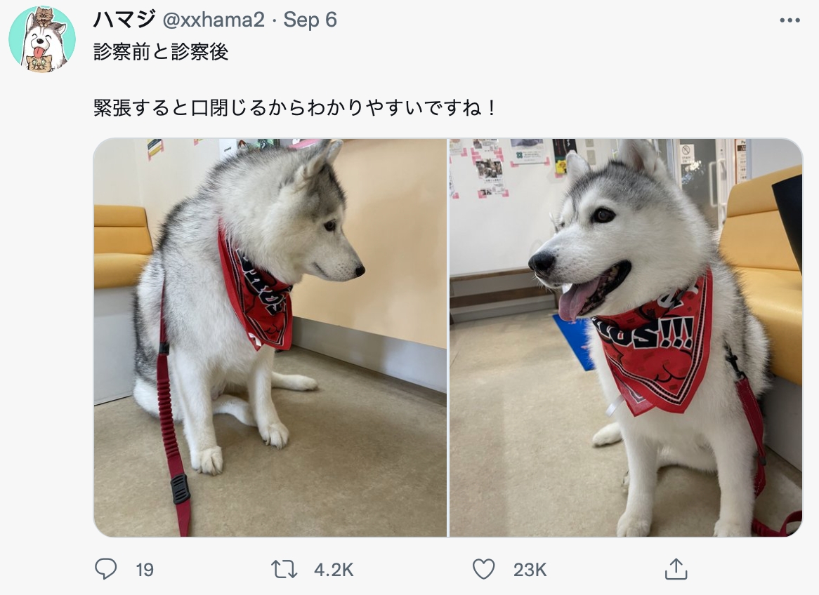 看診前後對比照,緊張時嘴巴會閉緊緊。(圖/翻攝自@xxhama2推特)