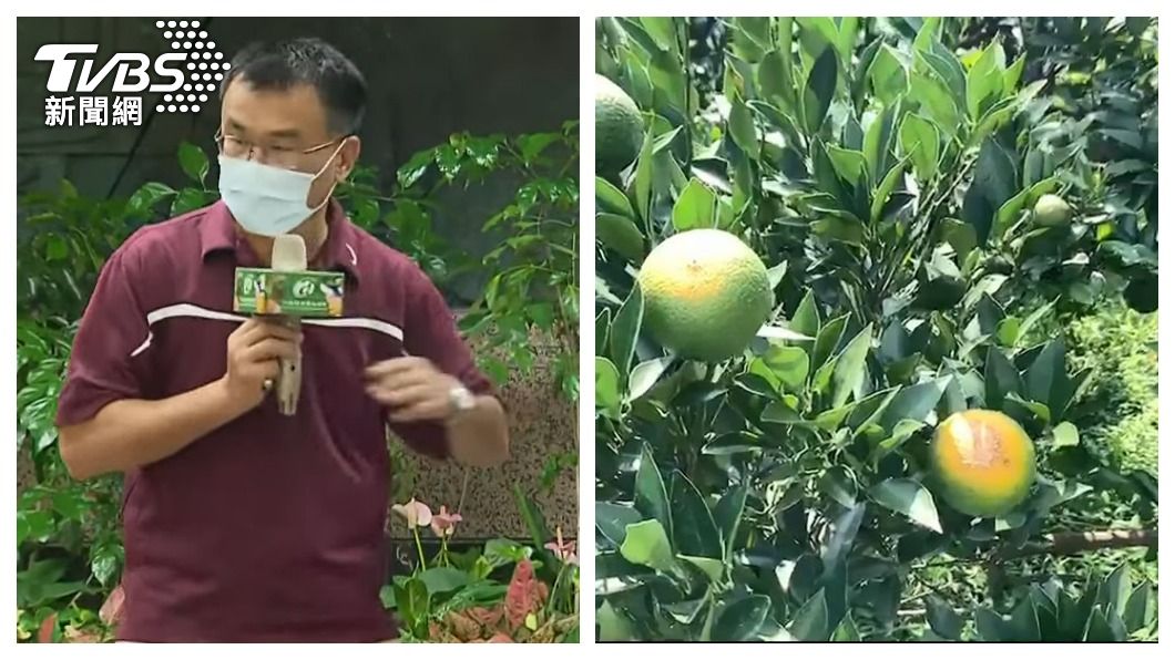 下個恐換柑橘?陳吉仲嗆陸:受傷的一定是「人口大國」