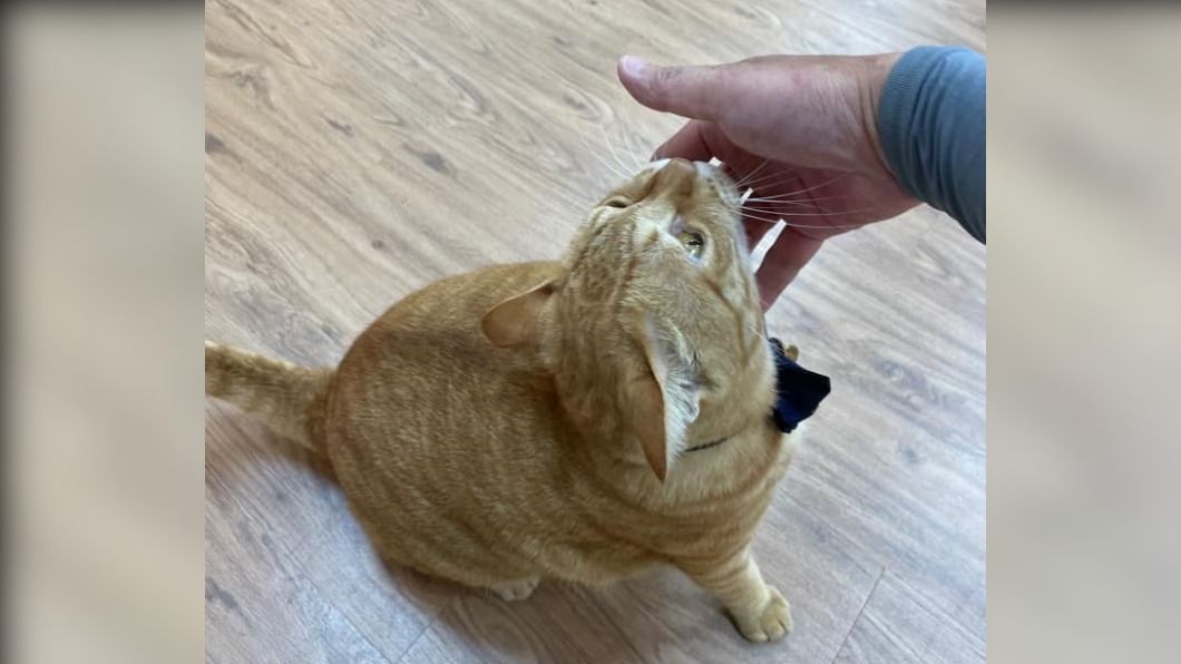 外送員表示,送餐遇到貓咪都很療癒。(圖/翻攝自外送員的奇聞怪事 臉書)