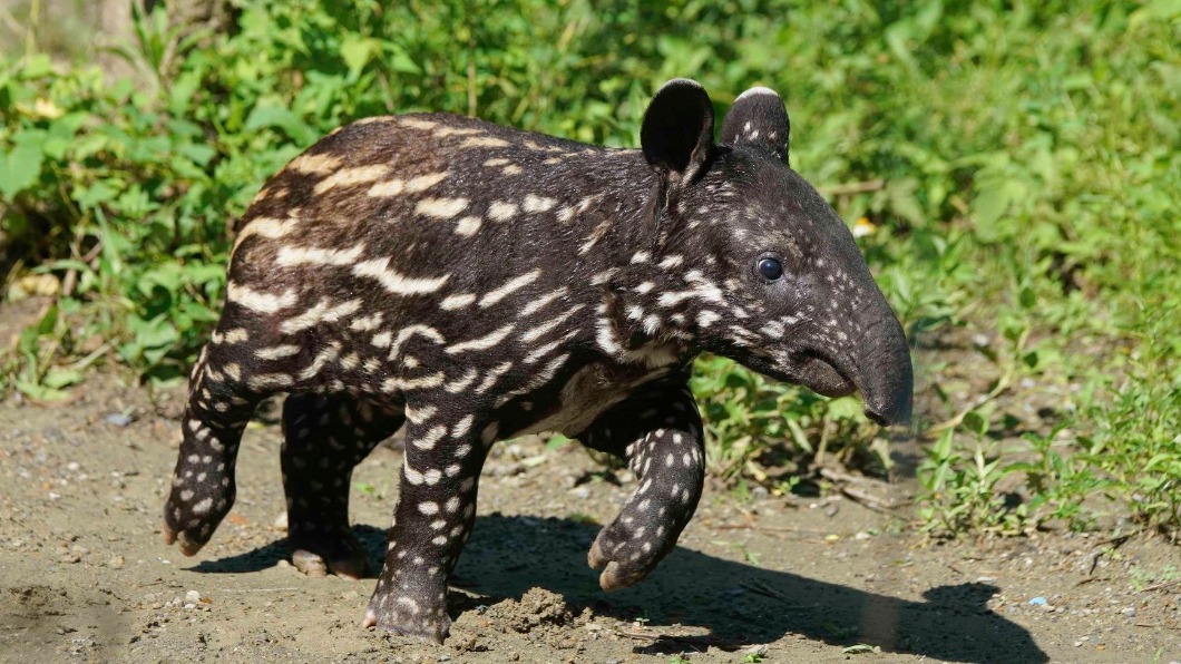 初體驗!北市動物園「貘花豆」見客 黑白童裝萌度破表
