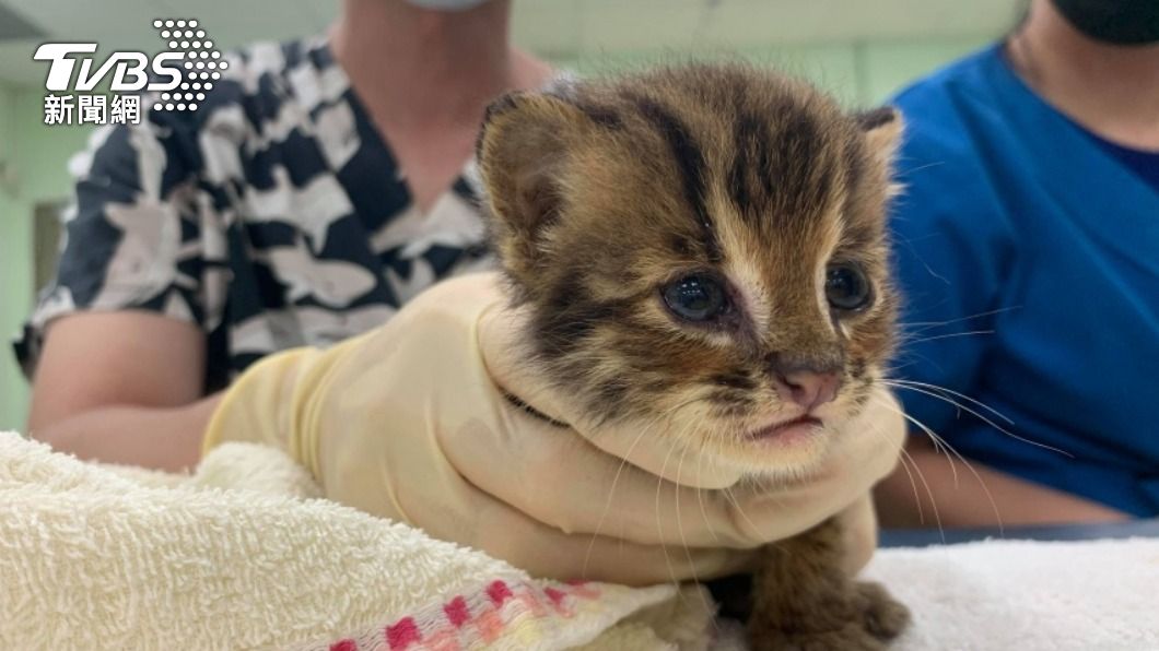 不是「家貓」!救落水動物想收編 驚聞竟是超萌「石虎」