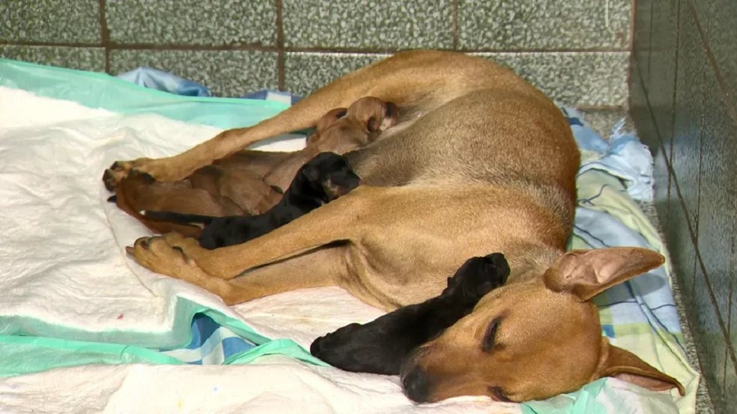 獸醫見狀將牠帶進院內並在4天後順利產下6隻幼犬。(圖/翻攝自Veterinária Campo Grande臉書粉絲團)
