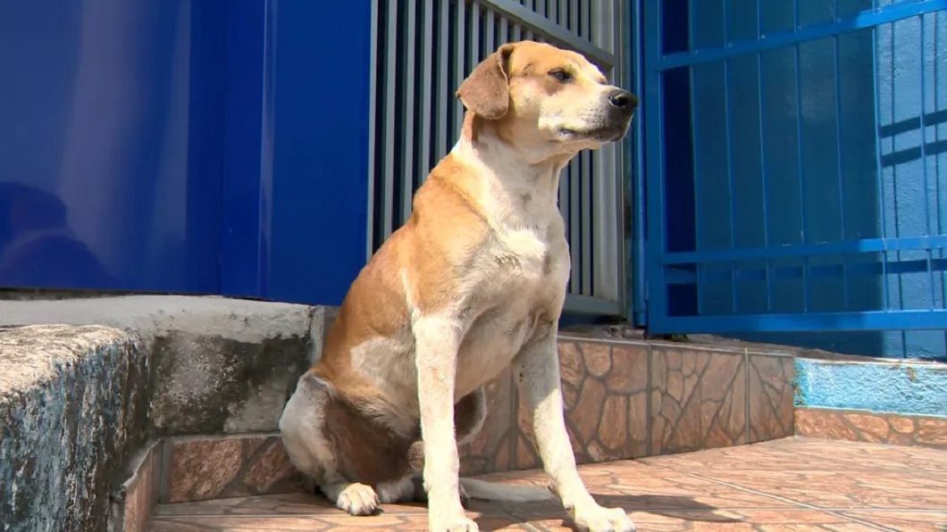 幼犬的爸疑似知道孩子生下來,隔天來到動物醫院門前等候。(圖/翻攝自Veterinária Campo Grande臉書粉絲團)