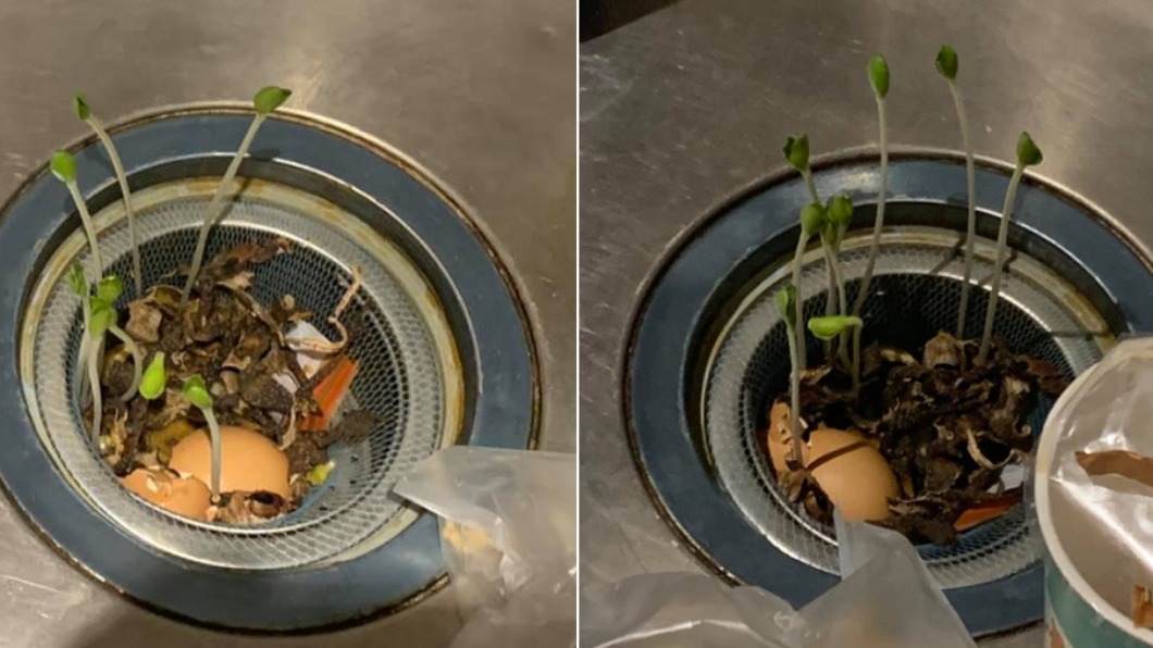 奇葩!洗碗槽廚餘太久沒清 放到發8根芽變開心農場