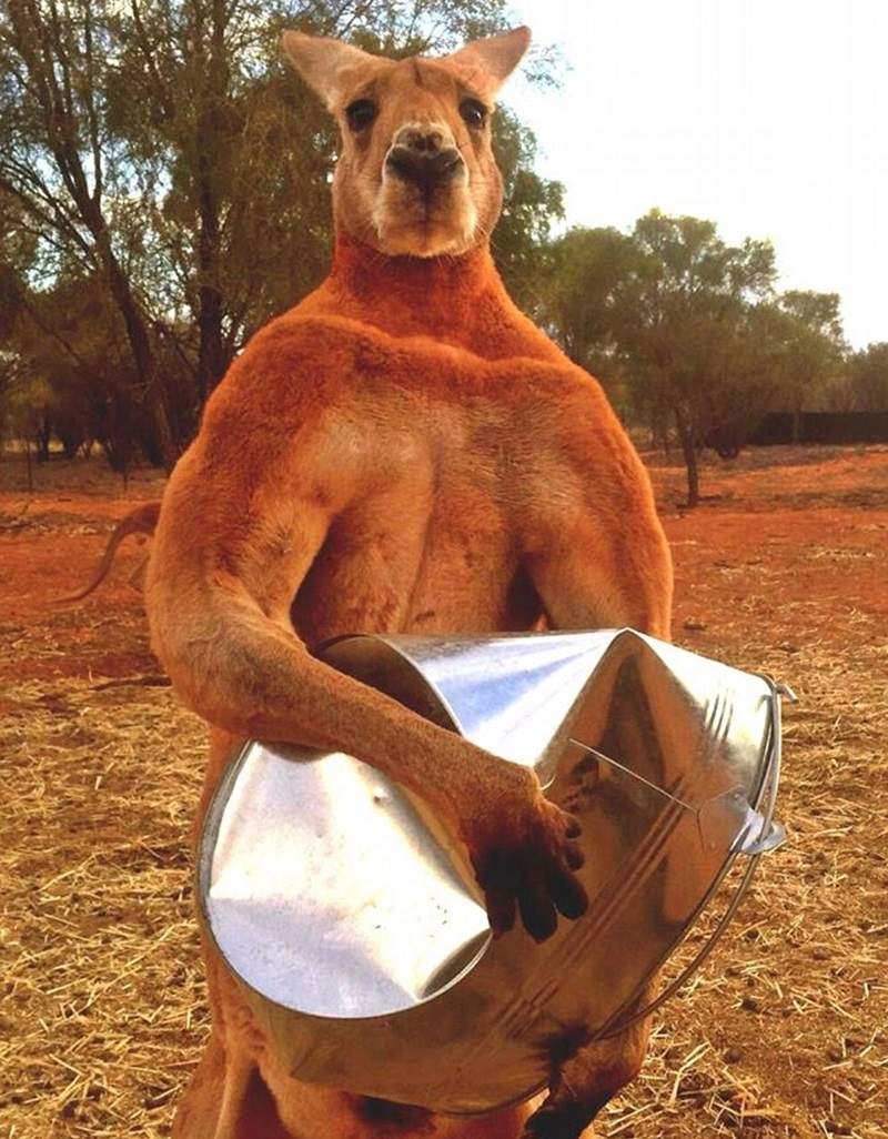 澳洲有名肌肉袋鼠Roger,因徒手捏爆鐵桶爆紅。(圖/翻攝自The Kangaroo Sanctuary Alice Springs臉書)