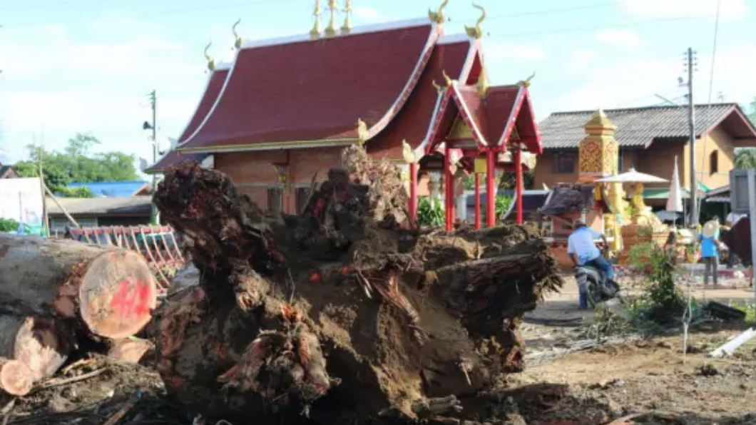 佛樹下激戰觸怒神靈? 五雷狂轟毀廟、壓壞上百民宅