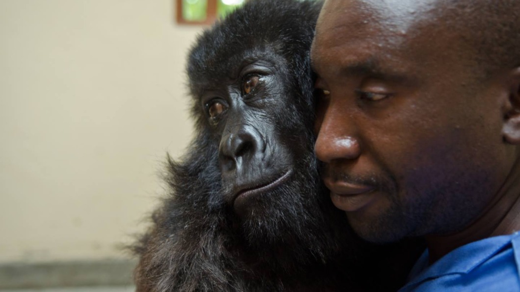 達卡希2週大時因為失去母親被帶回維龍加國家公園。(圖/翻攝自Virunga National Park Facebook)