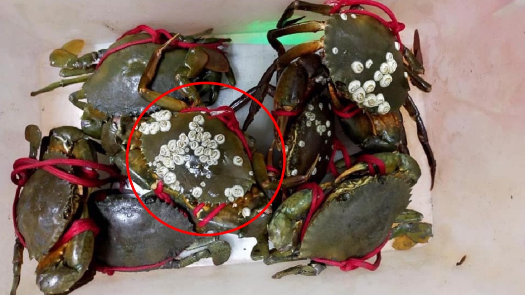 螃蟹長「白粒瘤狀物」超噁!內行人讚爆賺翻:必買這種