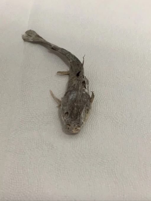 原PO掃出垃圾魚乾屍。（圖／翻攝自Dcard）