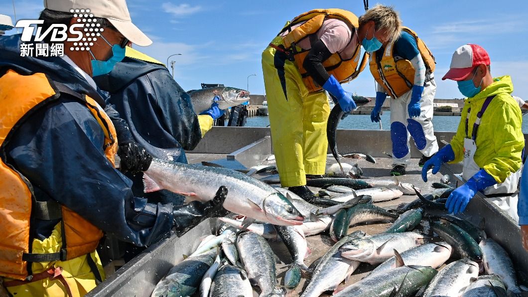 浮游生物致北海道赤潮危機！鮭魚、海膽死光　損失逾7億台幣