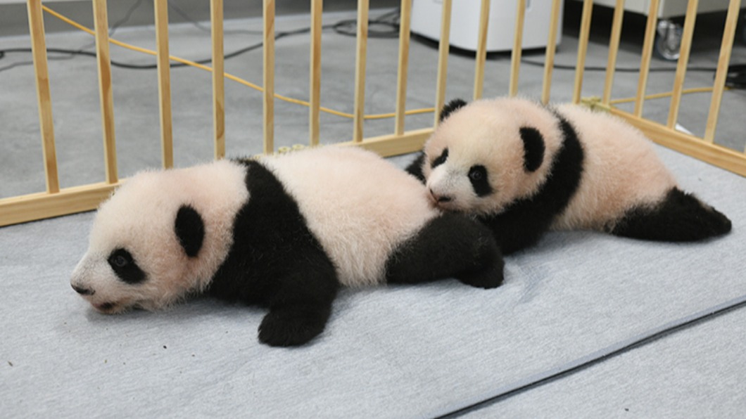 上野動物園大貓熊雙胞胎徵名揭曉　取名曉曉與蕾蕾