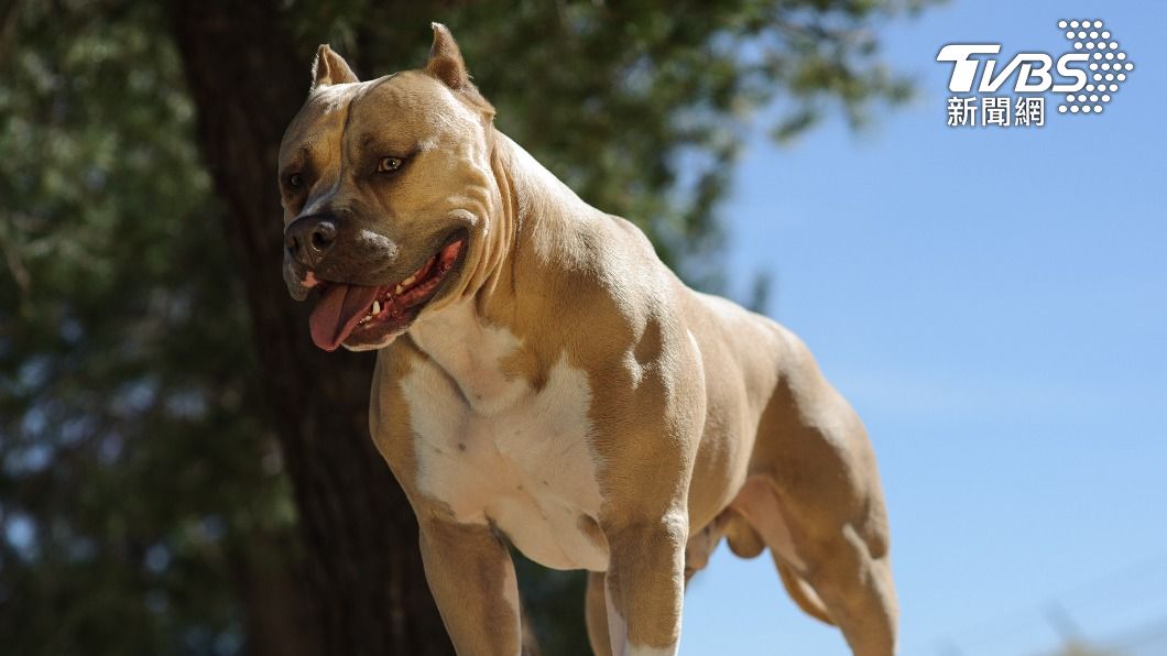 新竹男醉逗比特犬 遭「咬斷大腿動脈」爆血倒地亡