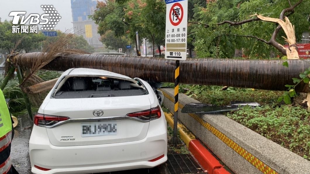 學校旁10米高大王椰子樹疑不敵風雨 應聲倒下砸毀自小客