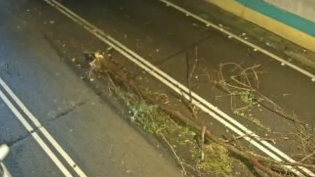 路樹倒在隧道中央。(圖/翻攝國道即時路況)