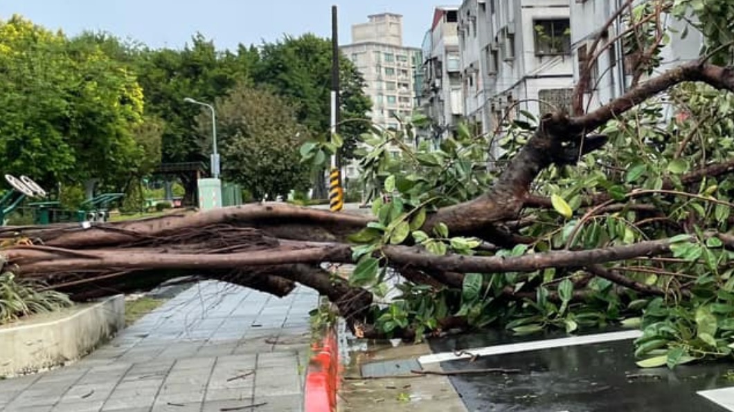 圓規風太強!文山區樹倒人行道 「要過先下腰」
