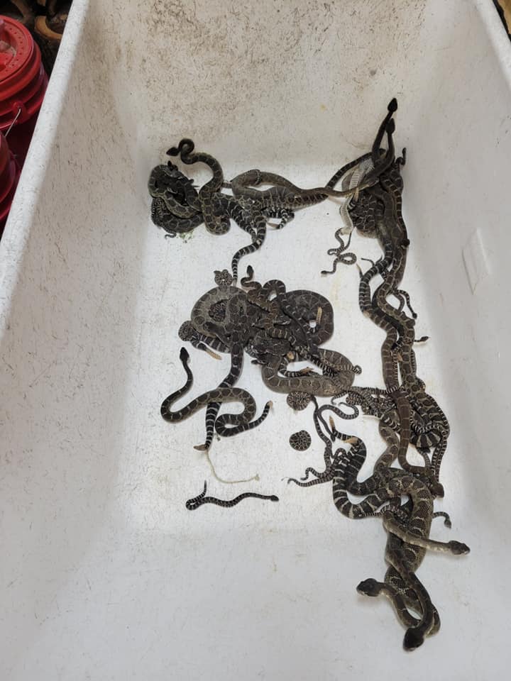 沃爾夫表示會為蛇找一個新家。（圖／翻攝自Sonoma County Reptile Rescue臉書）