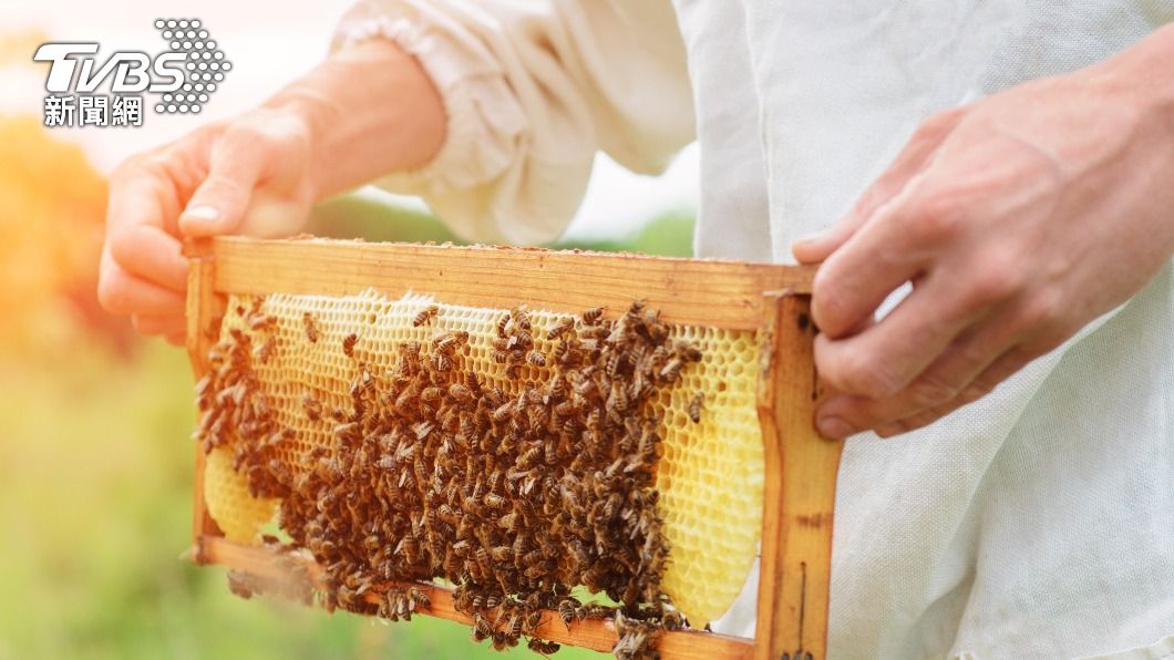蜂蜜怎分真假？營養師曝3技巧　混濁、起泡是關鍵