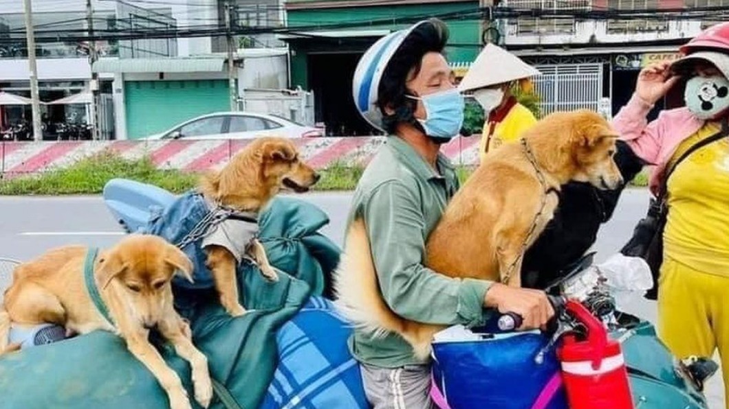 越南夫婦確診!收容所憂寵物染病毒 竟狠殺15隻毛小孩