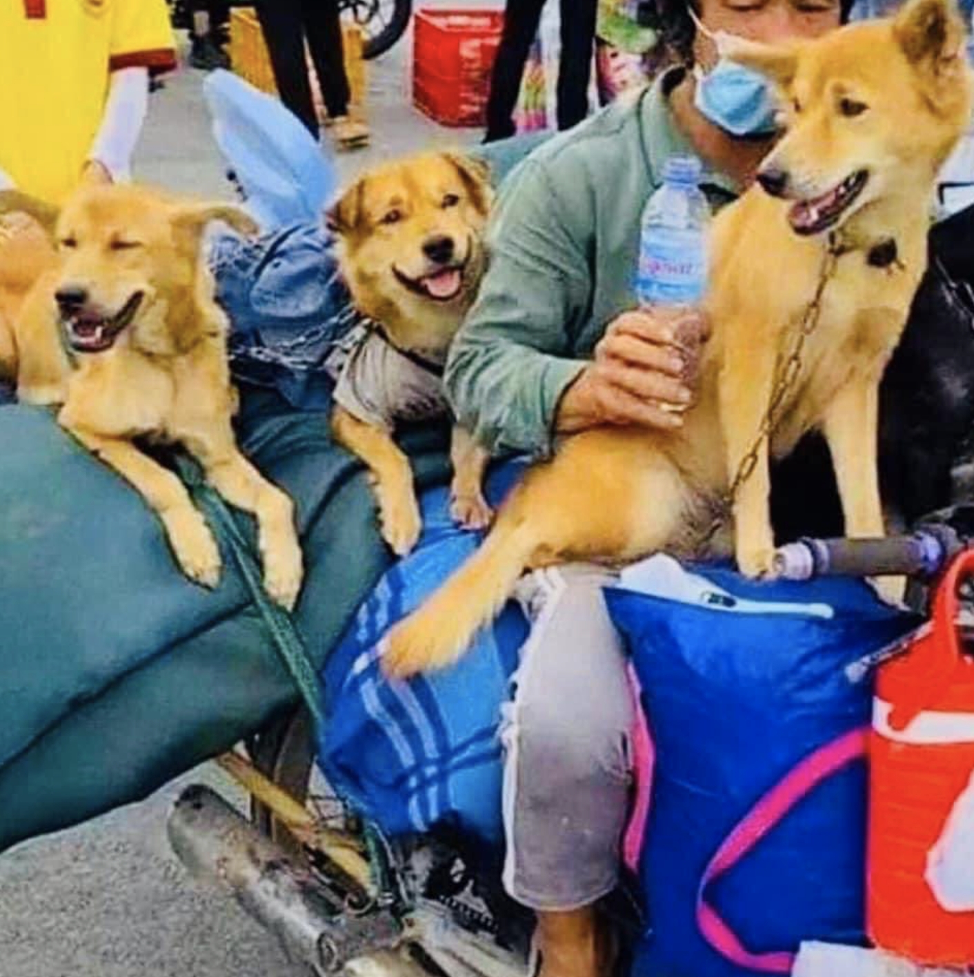 越南當局的殘忍手法也遭受廣大網友批判。(圖/翻攝自推特)