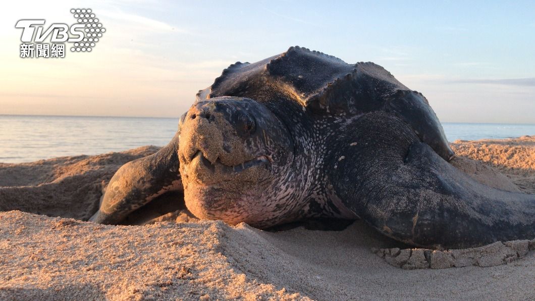 棱皮龜是世界最大的海龜。(示意圖/shutterstock 達志影像)
