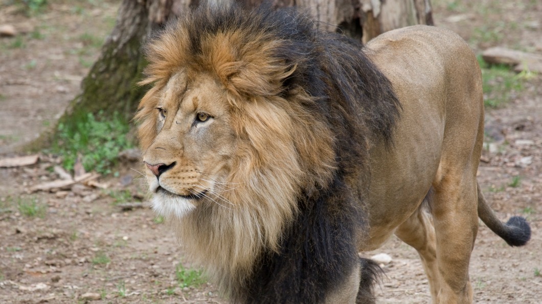 上月園內有獅子遭受新冠病毒感染。(圖/翻攝自《Smithsonian's National Zoo》官網)