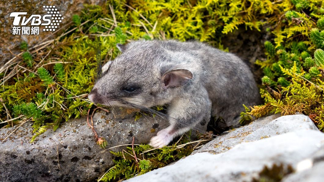 盜獵者在野外捕獲睡鼠後,轉手賣給黑手黨及餐廳。(示意圖/shutterstock達志影像)