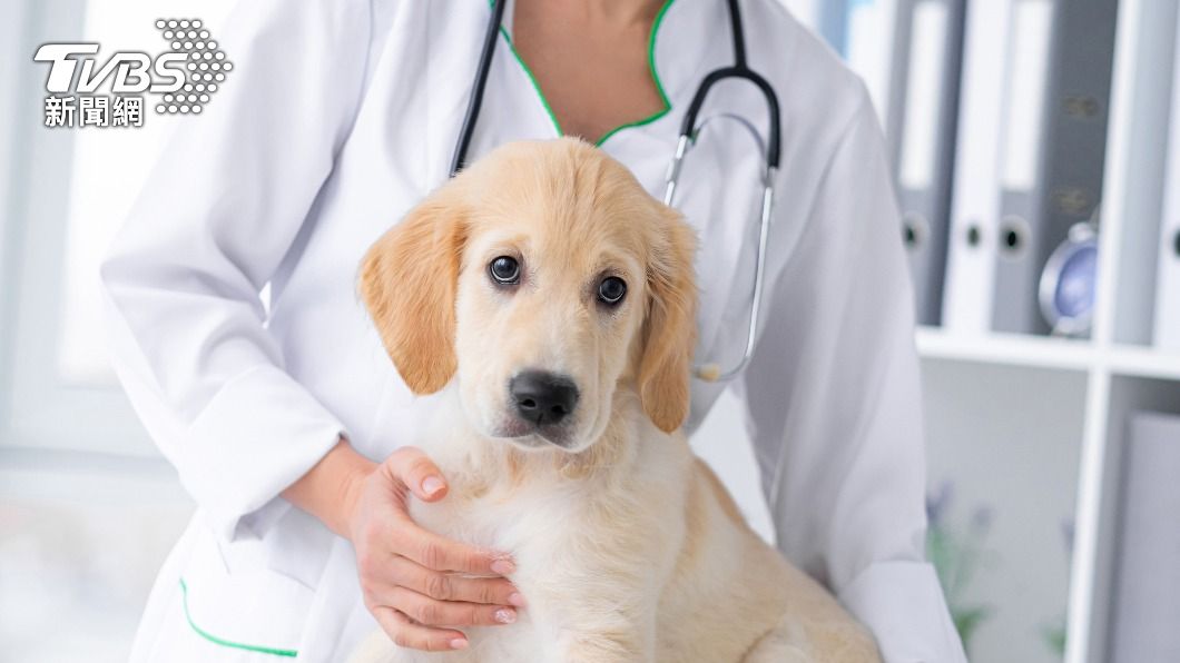 網友討論到獸醫薪資偏低。(示意圖/shutterstock達志影像)