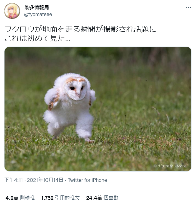貓頭鷹在草原奔跑的照片成哏圖。(圖/翻攝自推特@tyomateee)