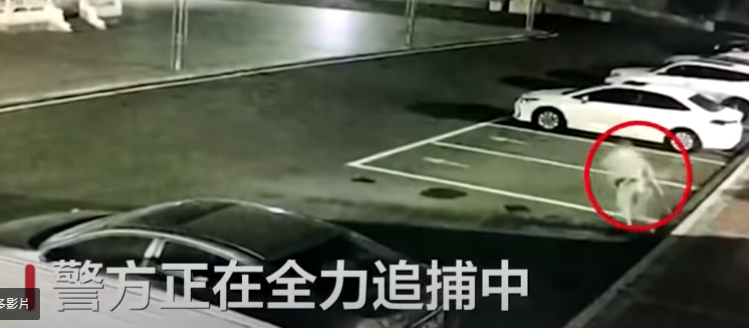 朱賢健躍下圍牆後翻滾幾圈站起又繼續逃跑。（圖／翻攝自微博）