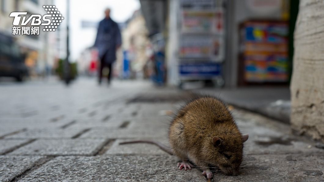 美國紐約市爆發罕見「鉤端螺旋體病」(leptospirosis)。(示意圖/shutterstock達志影像)