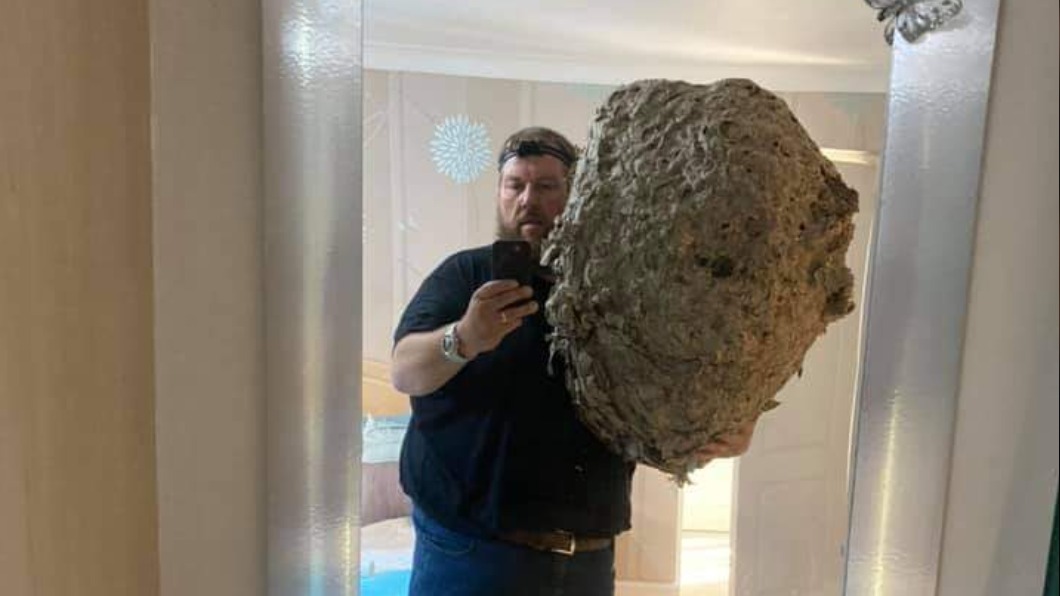 半個成人高!超巨大蜂巢藏閣樓 英除蟲專家嚇:從未見過
