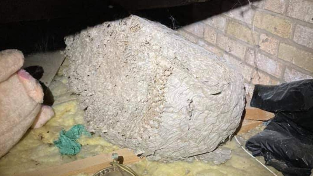 克魯斯發現的巨大蜂巢。(圖/翻攝自 R.Clews Pest Management 臉書)