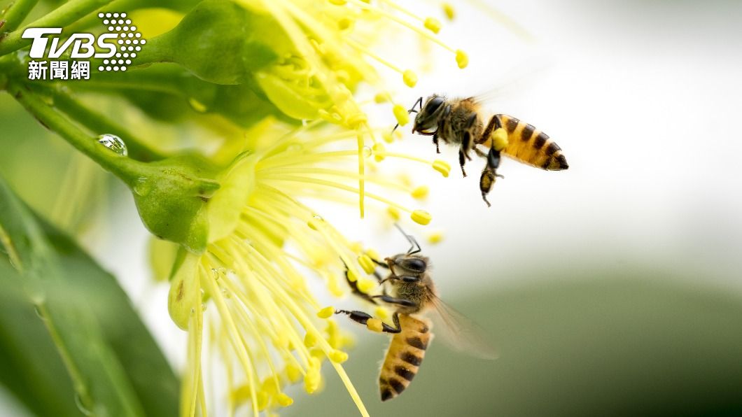 蜂螫可能會導致嚴重的過敏反應。(示意圖/shutterstock達志影像)