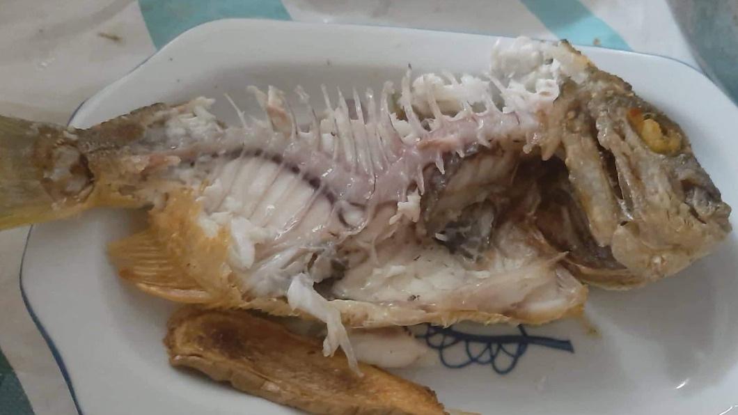 吃魚驚見牠「脊椎側彎」 過來人:還看過下巴脫臼
