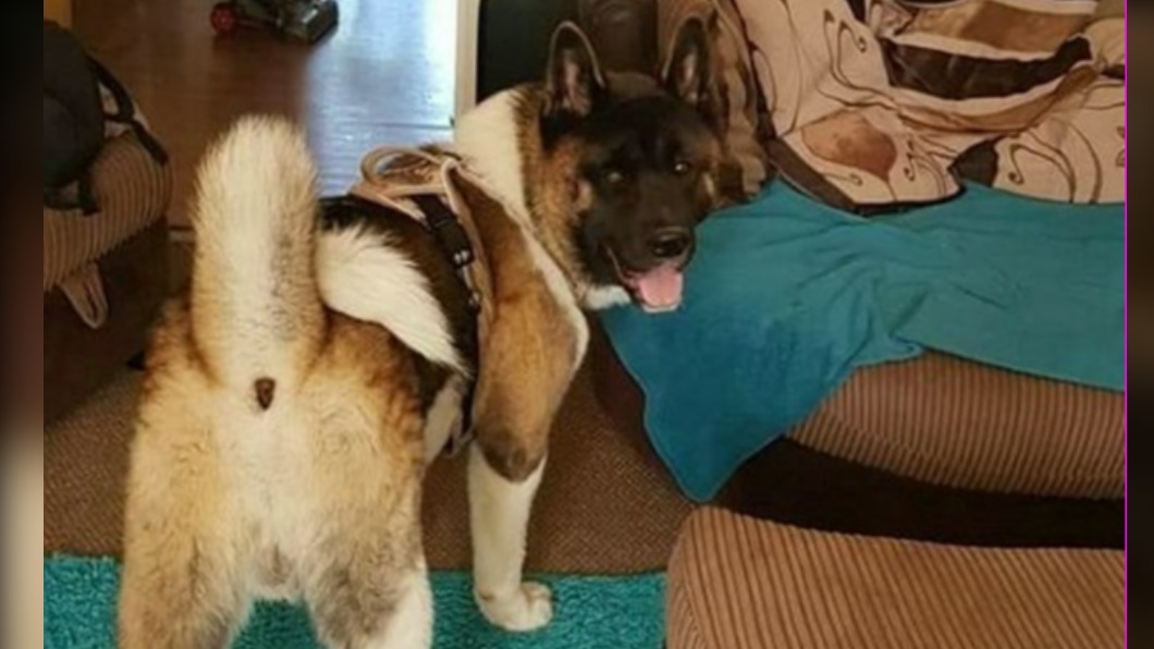 愛犬咬傷胞弟害送命 又讓丈夫雙腿截肢 「牠」安樂死