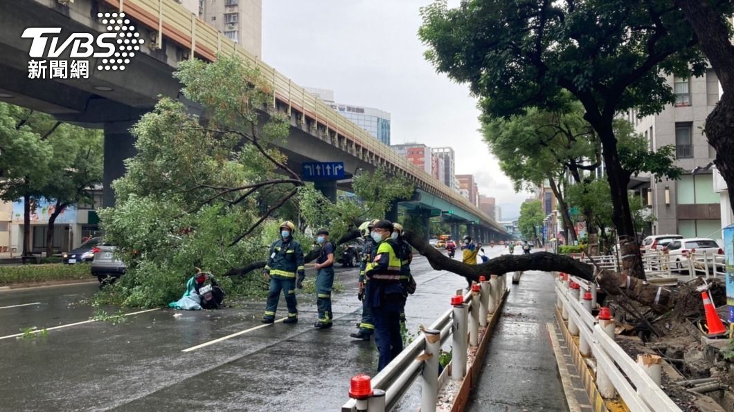 20公尺高路樹突倒塌！行進中機車遭壓垮　2人受傷送醫