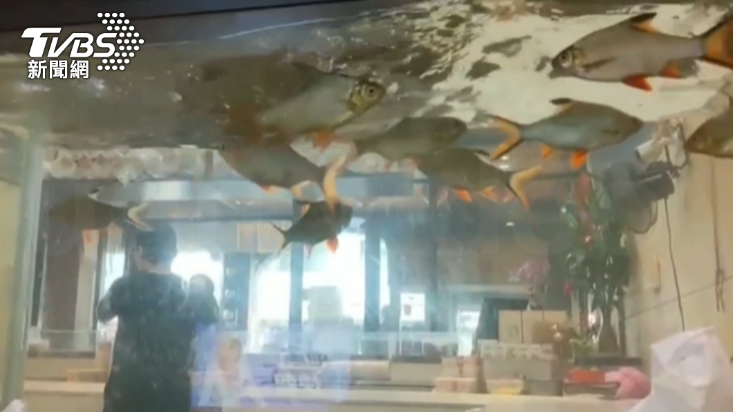 地牛翻身！宜蘭餐廳超晃　魚缸水險濺出、魚亂竄