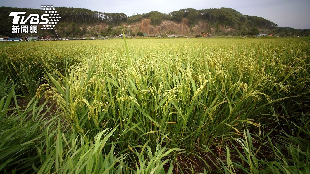 麻生太郎稱北海道米好吃是因為氣候變暖的緣故。(圖/達志影像美聯社)