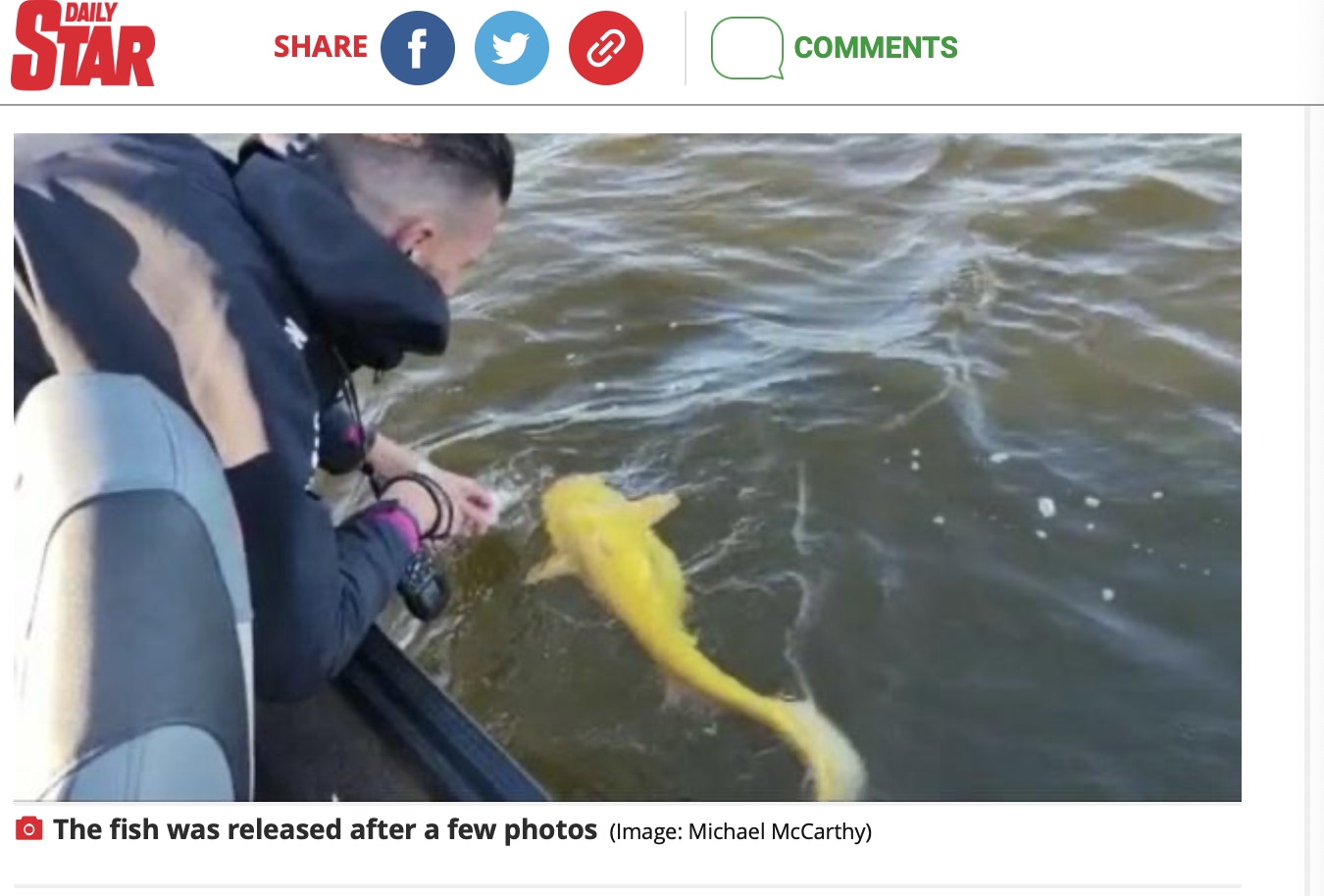 男子後來將鯰魚放回湖中。(圖/翻攝自The Daily star(Michael McCarthy)))