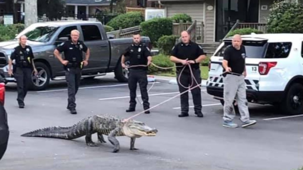 收編當警犬?美警察遇2.7m鱷魚 下秒綁繩溜起來