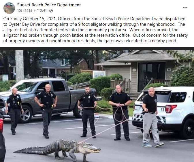 警局發文說明抓鱷魚的經過。(圖/翻攝自Sunset Beach Police Department臉書)