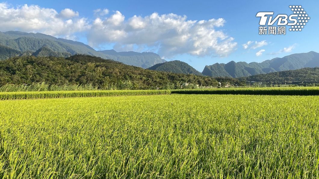 小熊海岸山脈偷啃稻穗 農會「包下整塊田」:讓牠吃到飽