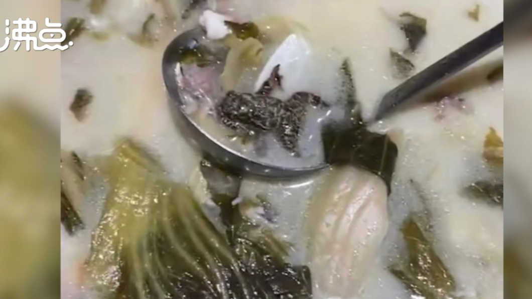噁到頭皮發麻!女點酸菜魚驚見「癩蛤蟆」 業者:魚吞的