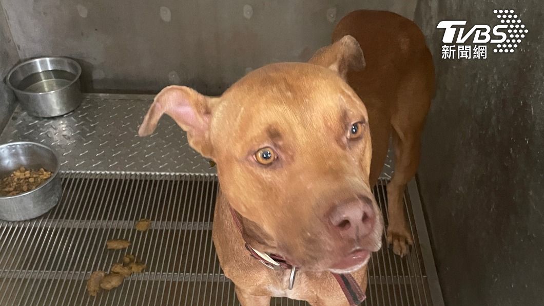 比特犬咬死醉男 飼主送至家畜所盼尋新主人