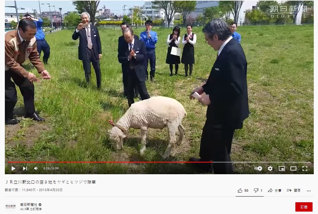 《JR九州鐵路》聘請山羊除草的畫面,可愛模樣讓現場人員瘋狂拍照。(圖/翻攝自朝日新聞社YouTube)